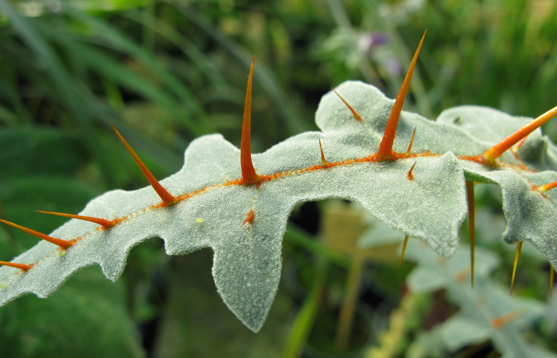 Pépinière Palmaris Solanum pyracanthum