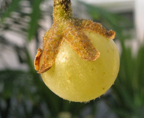 Pépinière Palmaris Solanum pyracanthum