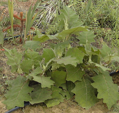 Pépinière Palmaris Solanum quitoense