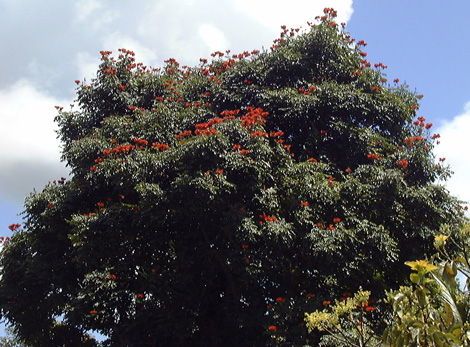 Pépinière Palmaris Spathodea campanulata