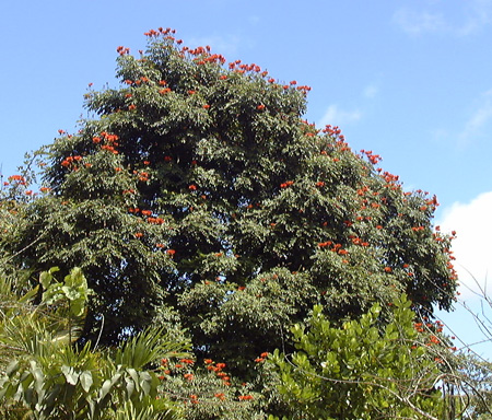 Pépinière Palmaris Spathodea campanulata