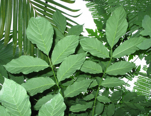 Pépinière Palmaris Spathodea campanulata