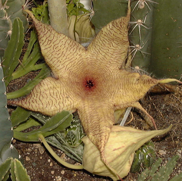 Pépinière Palmaris Stapelia gigantea