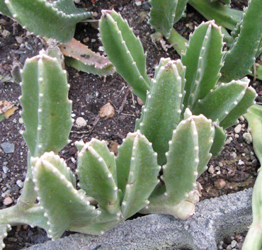 Pépinière Palmaris Stapelia gigantea