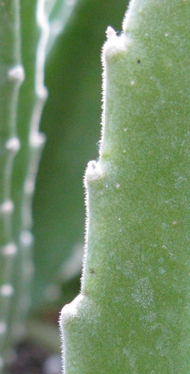 Pépinière Palmaris Stapelia gigantea