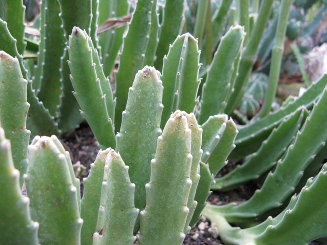 Pépinière Palmaris Stapelia gigantea