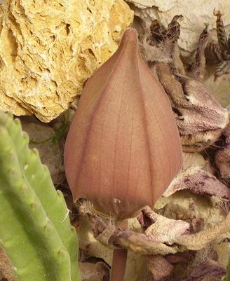 Pépinière Palmaris Stapelia grandiflora