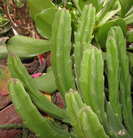 Pépinière Palmaris Stapelia grandiflora