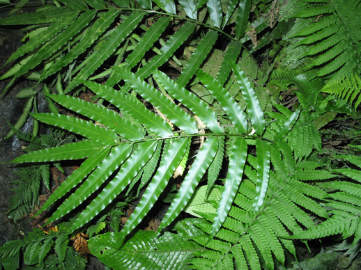 Pépinière Palmaris Stenochlaena palustris