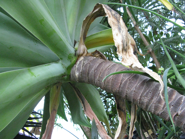 Stipe d'Agave attenuata