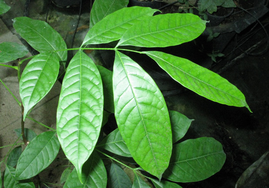 Pépinière Palmaris Swietenia macrophylla