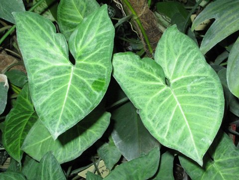 Pépinière Palmaris  Syngonium podophyllum