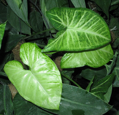 Pépinière Palmaris  Syngonium podophyllum