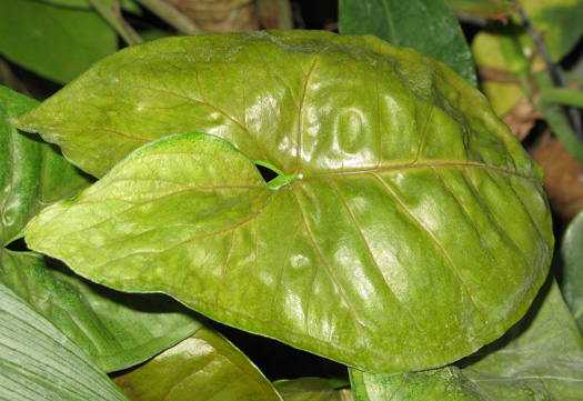 Pépinière Palmaris  Syngonium podophyllum forme brune