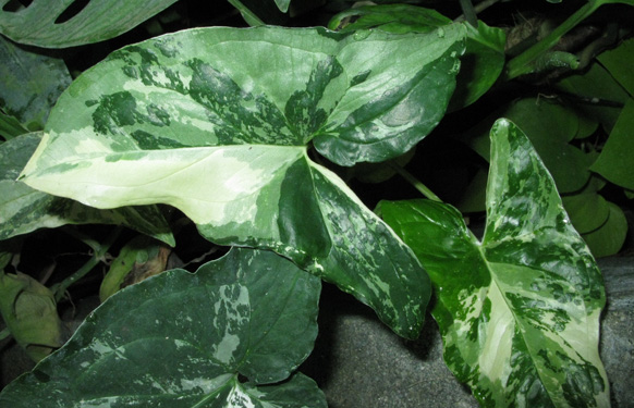 Pépinière Palmaris  Syngonium podophyllum variegatum