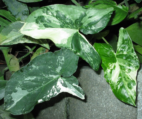 Pépinière Palmaris  Syngonium podophyllum variegatum