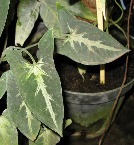 Pépinière Palmaris  Syngonium wendlandii