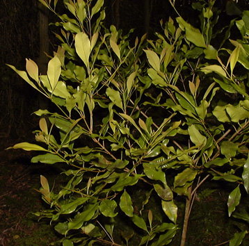 Pépinière Palmaris Syzygium aromaticum