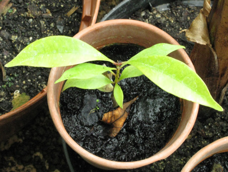 Pépinière Palmaris Syzygium aromaticum