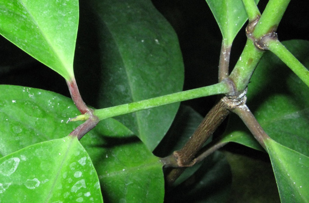 Pépinière Palmaris Syzygium jambos