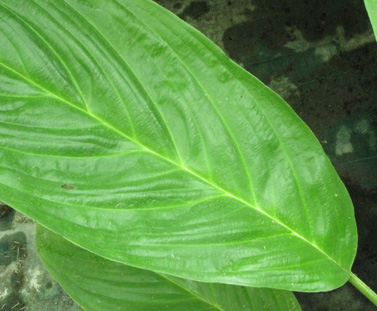 Pépinière Palmaris Tacca chantrieri