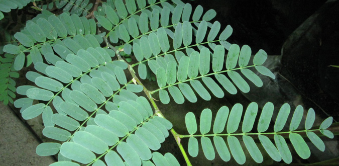 Pépinière Palmaris Tamarindus indica