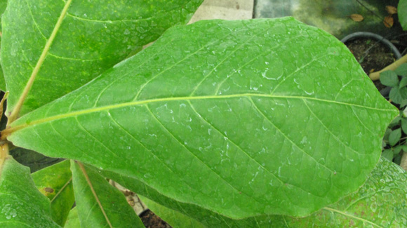 Pépinière Palmaris Terminalia catappa