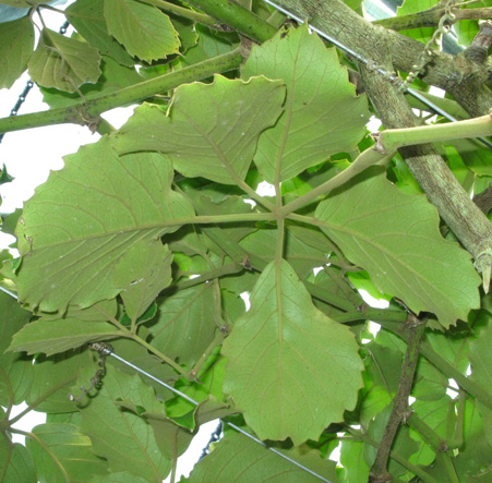 Pépinière Palmaris Tetrastigma voinierianum