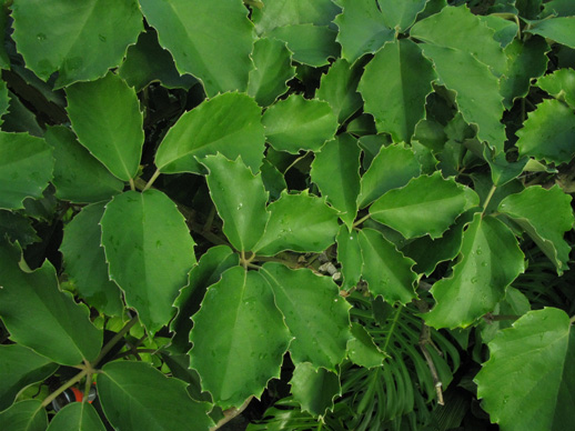 Pépinière Palmaris Tetrastigma voinierianum