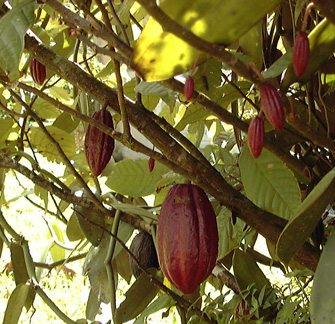 Pépinière Palmaris Theobroma cacao