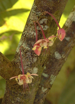 Pépinière Palmaris Theobroma cacao