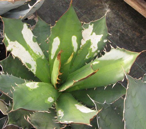 Pépinière Palmaris Brûlure solaire sur Agave titanota