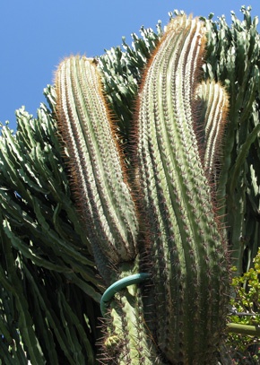 Pépinière Palmaris Trichocereus pasacana