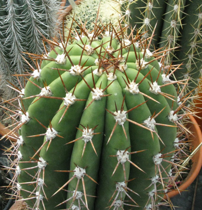 Pépinière Palmaris Trichocereus pasacana