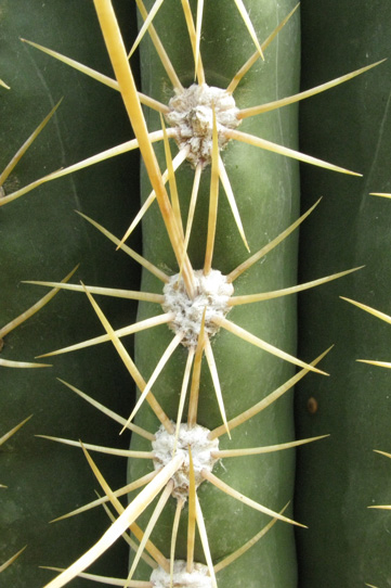 Pépinière Palmaris Trichocereus pasacana