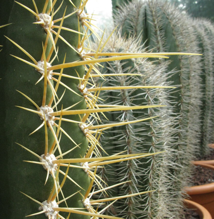 Pépinière Palmaris Trichocereus pasacana