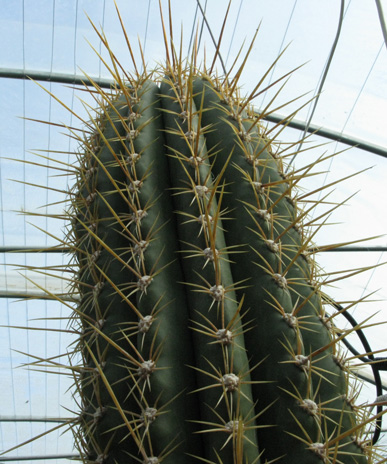 Pépinière Palmaris Trichocereus pasacana