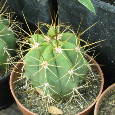 Pépinière Palmaris Trichocereus pasacana