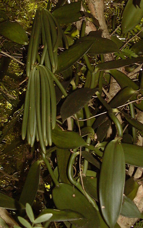 Pépinière Palmaris Vanilla planifolia variegata