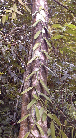 Pépinière Palmaris Vanilla planifolia