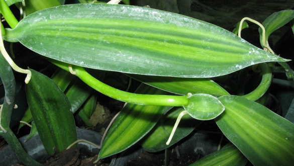 Pépinière Palmaris Vanilla planifolia variegata