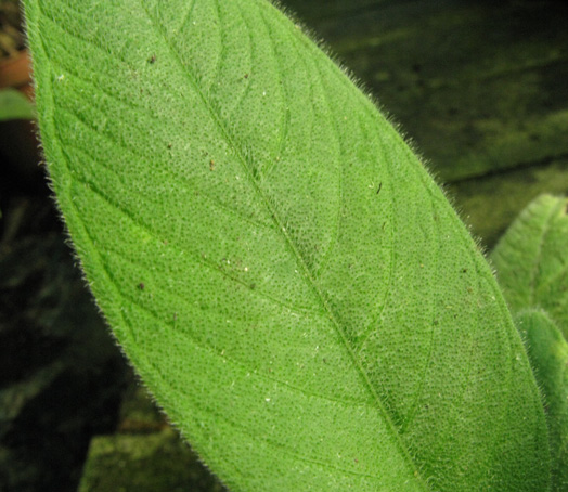 Pépinière Palmaris Xanthosoma pubescens