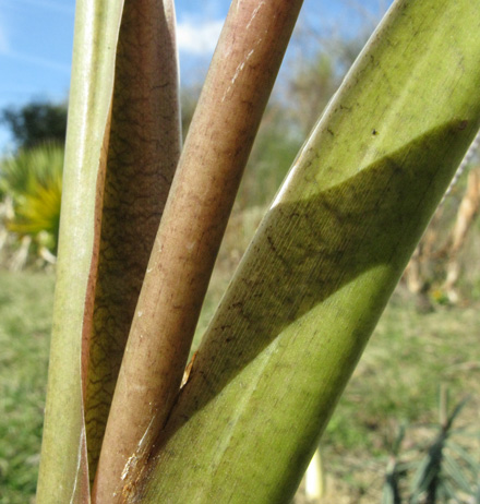 Pépinière Palmaris Xanthosoma sagitifolia