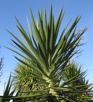 Pépinière Palmaris Yucca aloifolia