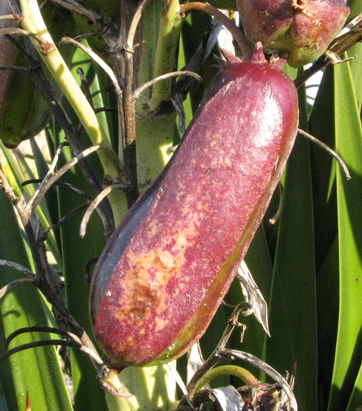 Pépinière Palmaris Yucca aloifolia