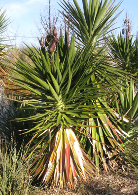 Pépinière Palmaris Yucca aloifolia