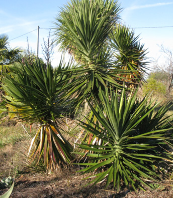 Pépinière Palmaris Yucca aloifolia