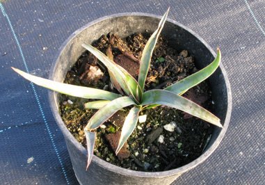 Pépinière Palmaris Yucca aloifolia