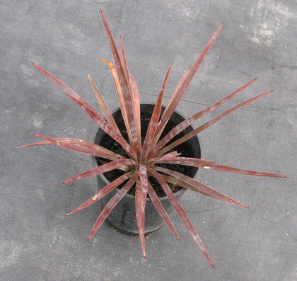 Pépinière Palmaris Yucca aloifolia atkinsi 
