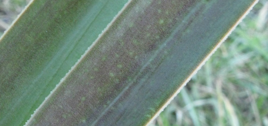 Pépinière Palmaris Yucca aloifolia atkinsi 